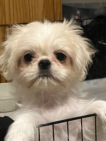 3 beautiful pugzu puppies