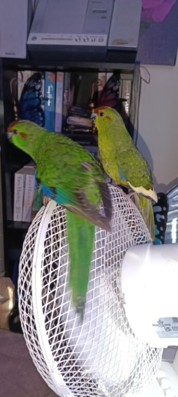 Kakarikis x 2 hand reared
