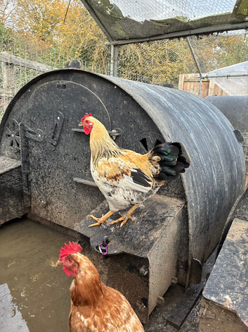 Roosters / Cockerels for sale