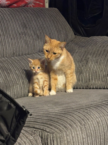 Ginger boy