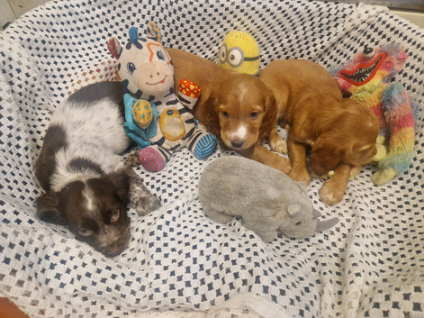 Here are 3 gorgeous little puppies