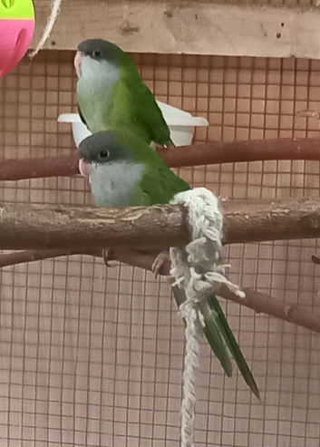2 Sierra Parakeets for sale. 1 male, 1 female.