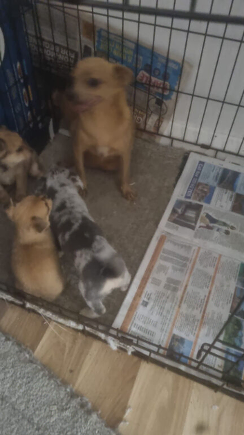 Chihuahua