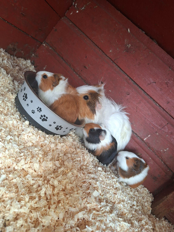 Guniea pig babies