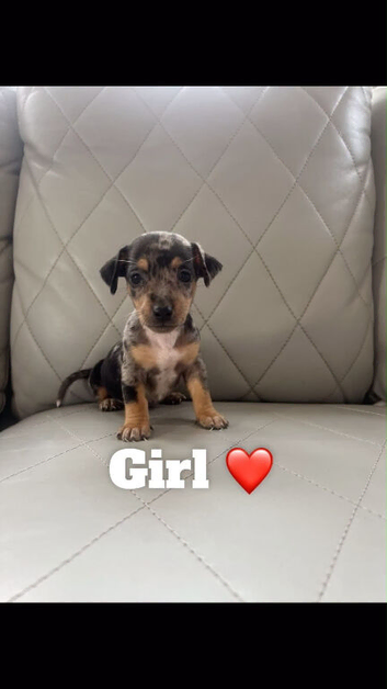 Adorable dachshund puppies