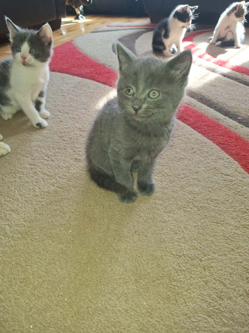 5 Playful Kittens for sale
