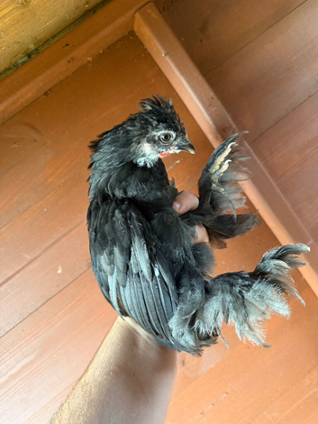 Stunning Pekin Bantam