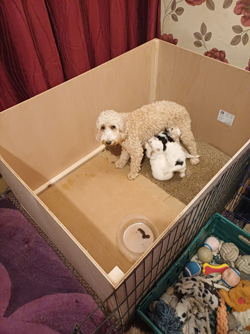 4 F2 white and Maple Cockapoo pups