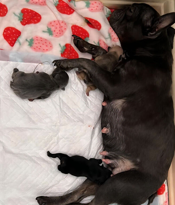 Puppies