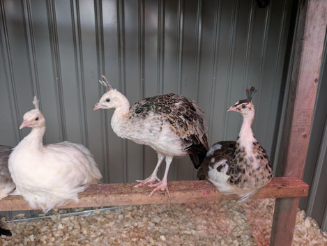 3 male peachicks looking for a new home
