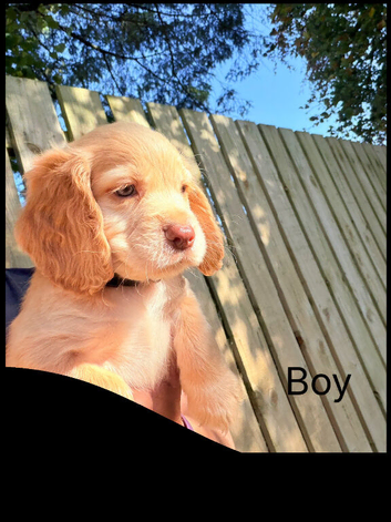 KC Registered Cocker Spaniel