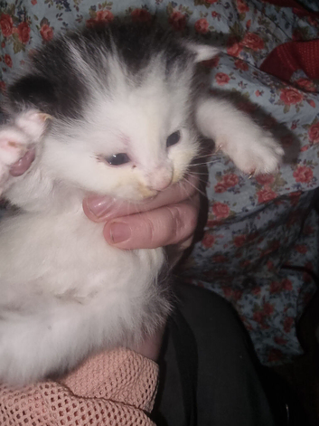 Spoiled american short hairx kittens soon ready