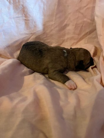 French bulldog cross