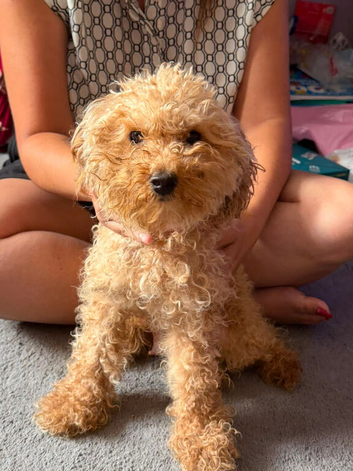 Last 3 lil boy fur baby&rsquo;s reduced price