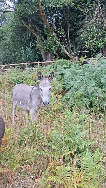 16 yr old jenny donkey in foal