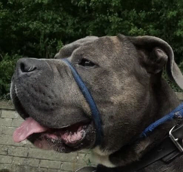Beautiful boy for rehoming