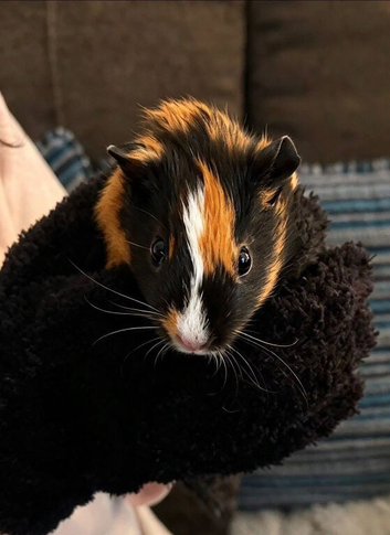 2 boar guinea pigs