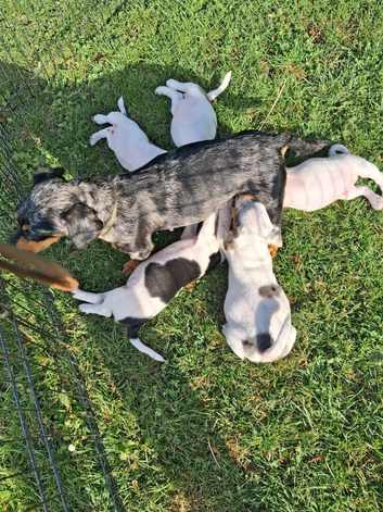 Dachshund x jack Russell puppy&rsquo;s