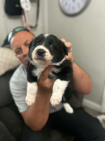 Puppy