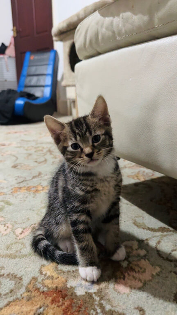 2 Boy kittens for sale!