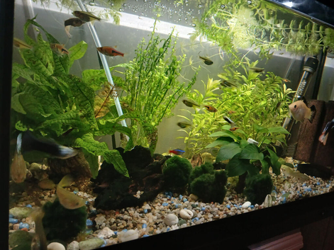 Free guppies fry North London/Enfield