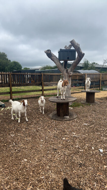 4 BOER GOATS FOR REHOME