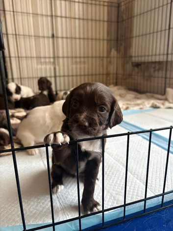 Working sprocker spaniel pups