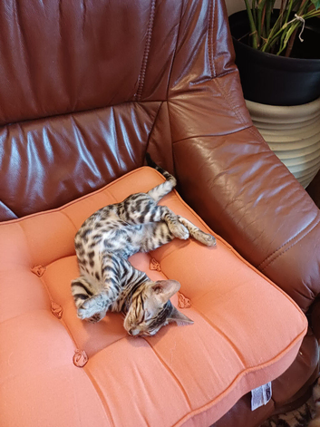 Bengal kitten