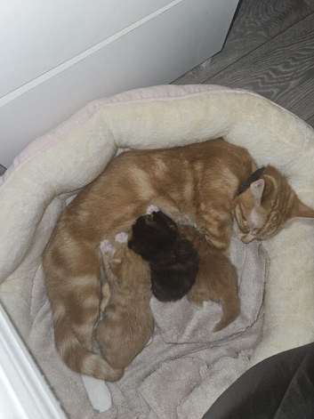 Mixed rogdall and ginger mum