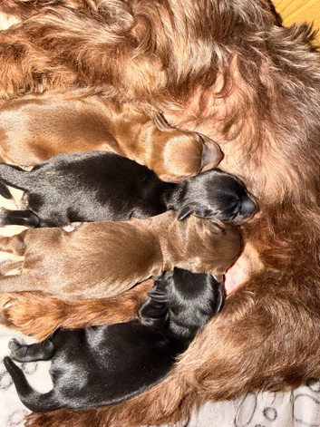 Doxipoo puppies
