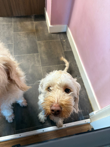Australian labradoodle for sale
