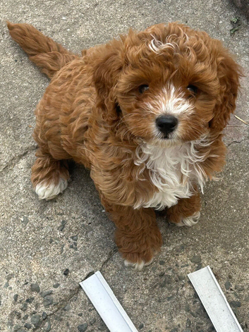 cavapoo 1 boy left!!!
