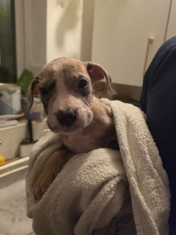 Last female Staffy x American bulldog