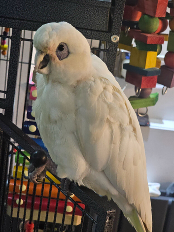 Female Curella cockatoo