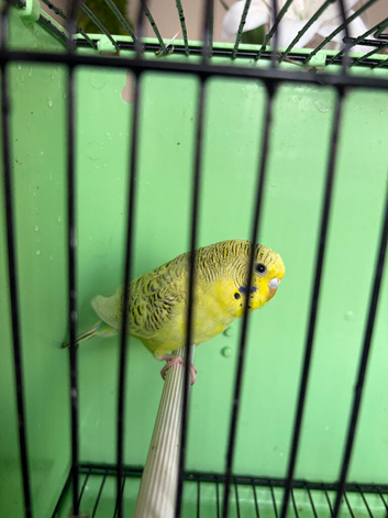 Baby Budgies