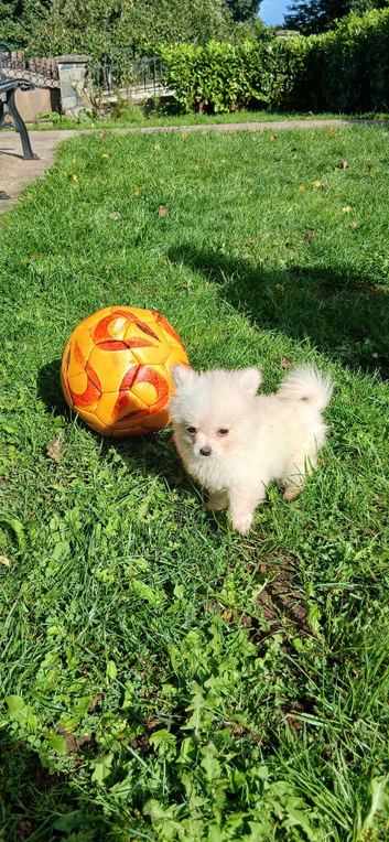 Teacup pomchi/ and chihuahua