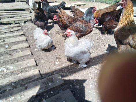 Chickens for sale