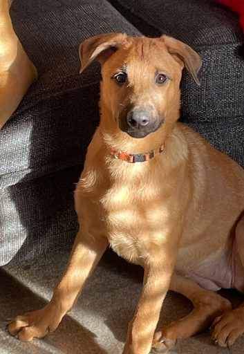 First & Only Litter &ndash; Belgian Malinois x Black Mouth Cur Puppies