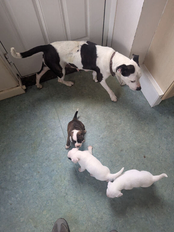 Staffy crossed american bulldog