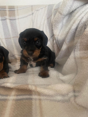 Longhair dachshund