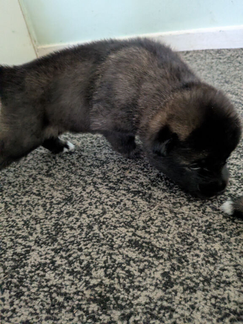 Beautiful Akita x German Shepherd Puppies &ndash; 2 Girls &bull; 1 Black Boy
