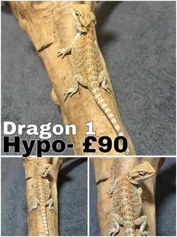 Stunning Bearded Dragons Ready Now