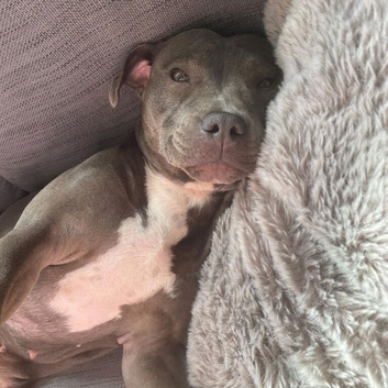12 months Old Staffy Girl
