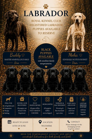 Kennel club registered black Labrador puppies