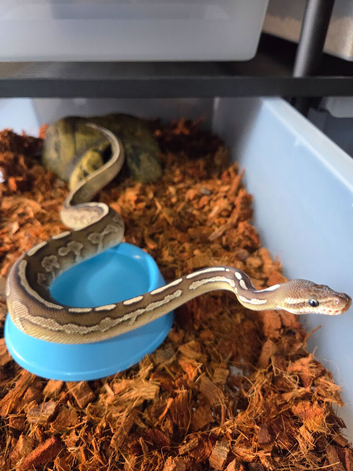 4 Royal pythons available CB25