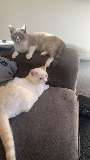 2 males for sale