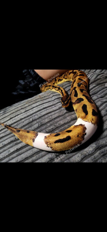 CB22 Female pied ball python