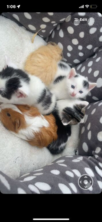 Kittens for sale