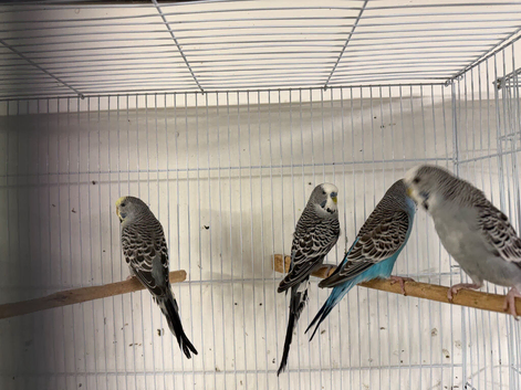 Beautiful Baby Budgie