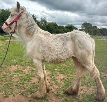 9mth gelding to make 14-14.2